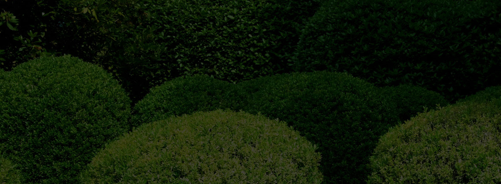 Plant Store - The best place to buy live plants